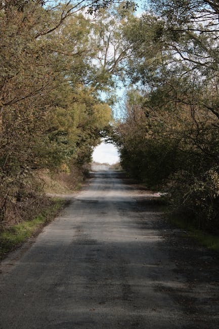 A narrow, rural driveway with a paved surface extending into the distance, flanked on both sides by dense, overhanging trees with green foliage. The trees create a canopy that partially filters the daylight, casting shadows on the ground. In the background, the driveway appears to open up into a brighter area with a glimpse of sky visible through the trees. This outdoor scene could represent a peaceful residential route used during home relocations or transport of household items, matching the context of professional removals services by Man with Van Purley. The overall environment is calm and natural, highlighting a typical route that might be used for moving furniture or packing materials in a house removal process.